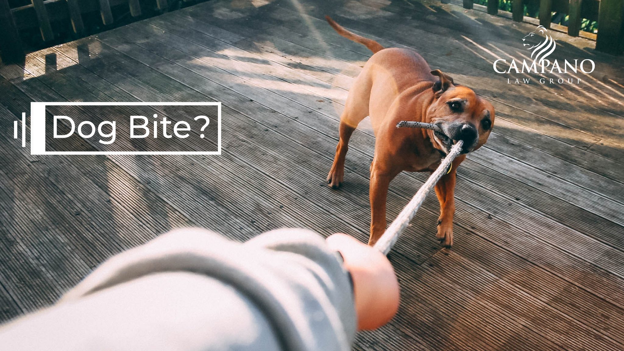 Dog Bite injury CAMPANO LAW GROUP